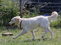 Puppys van Bliss040622-0188